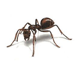 illustration d’une fourmi