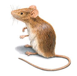 Illustration d’une souris