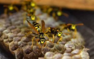 Wasp Attractants