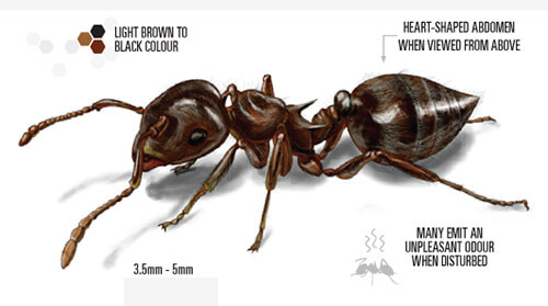 Labelled illustration of acrobat ant