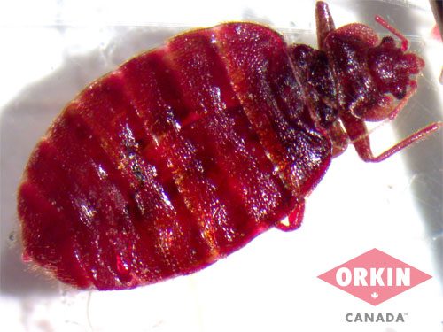 image of a bedbug after a blood meal
