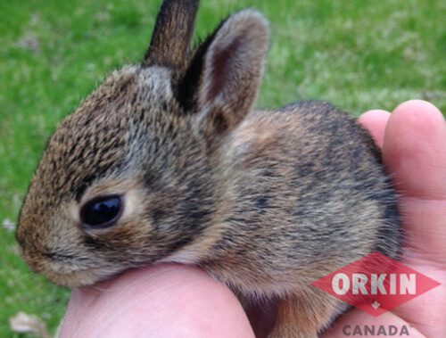 baby rabbit in a person's hand