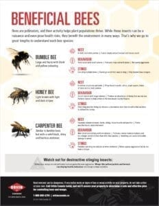 Tip sheet to identify beneficial bees