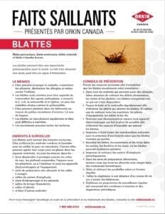 Conseils pour prévenir les blattes