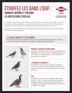 Un guide pour prévenir les infestations d’oiseaux