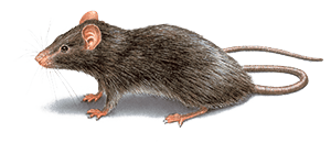 Illustration of a Grey Roof Rat