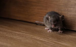 How To Get Rid Of Rats